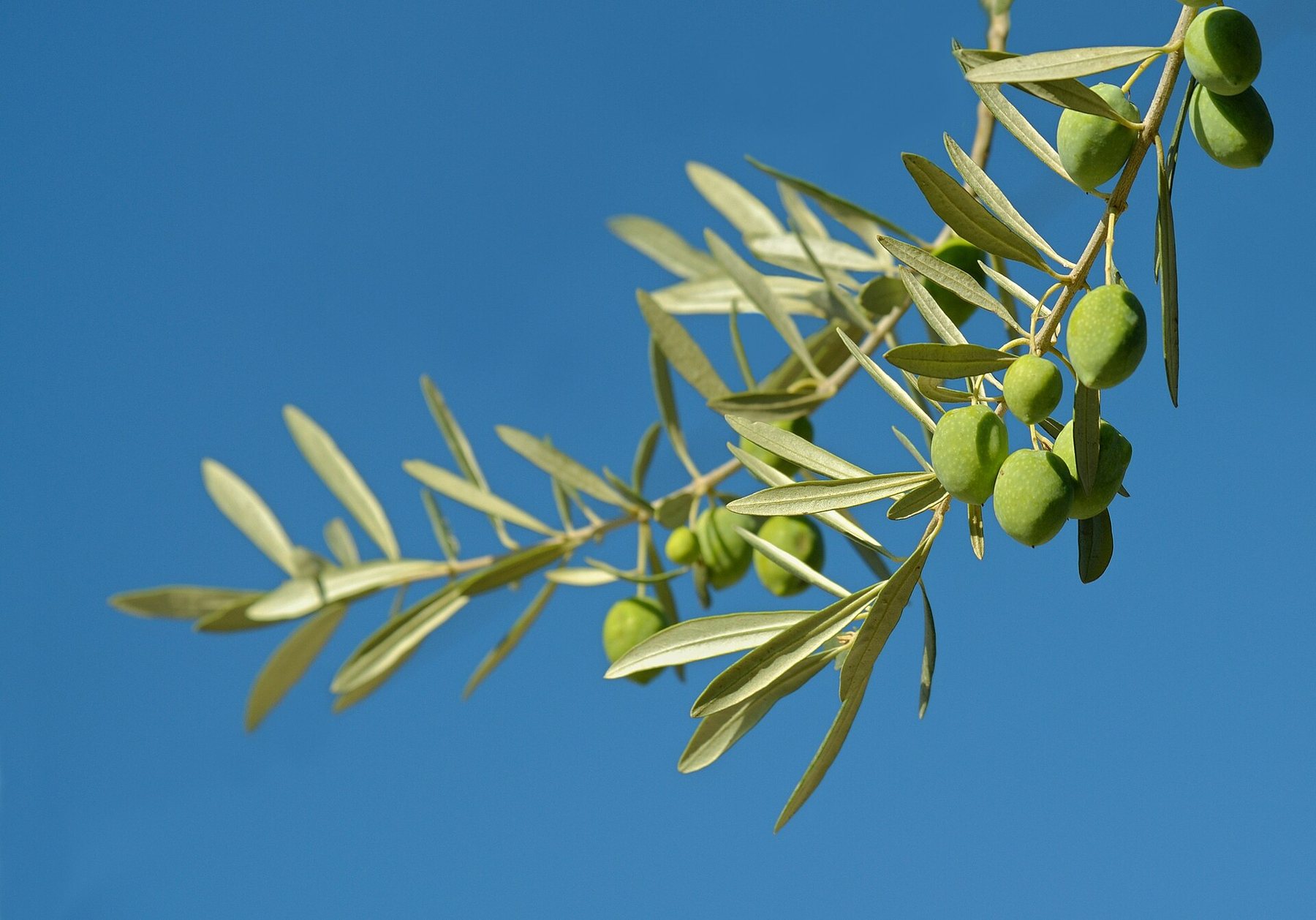 Branche chargée d’olives vertes sous un ciel bleu