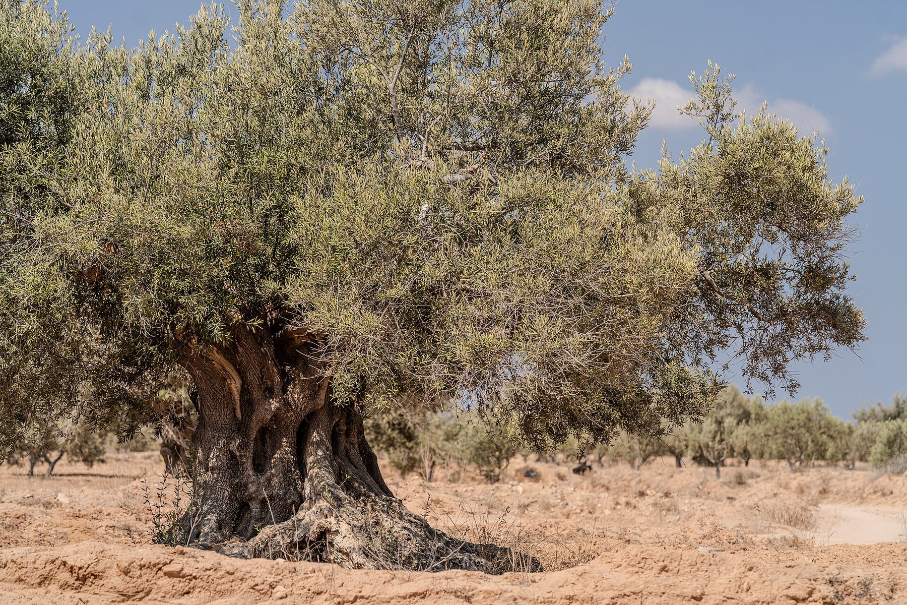 Grand olivier ancien à Djerba — image d’ambiance