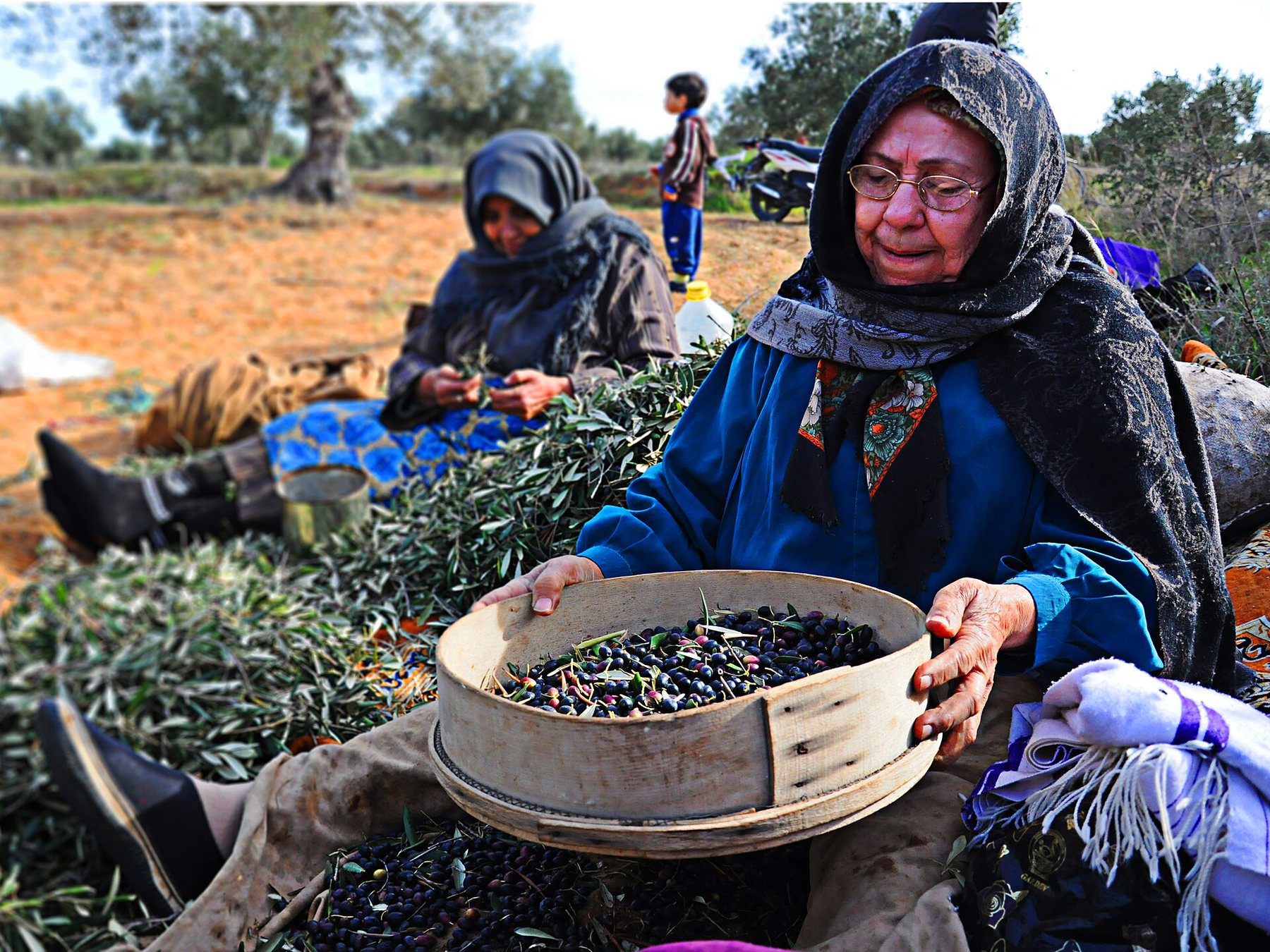 Tri manuel des olives pendant la récolte